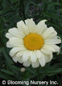 Leucanthemum x superbum 'Sonnenschein'